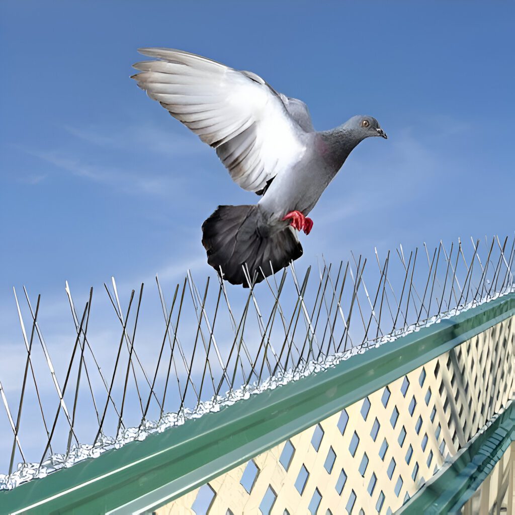 image of bird attempting to land on bird spikes